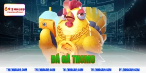 đá gà thomo